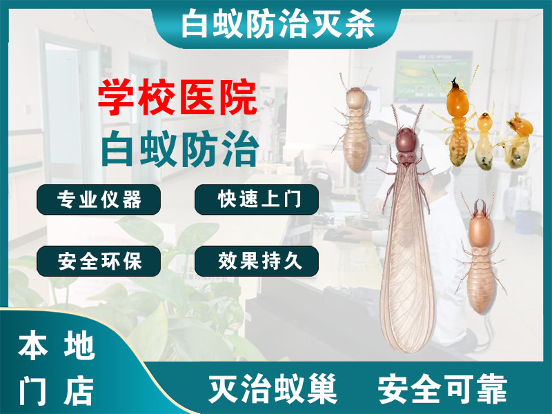 衢江学校医院白蚁防治