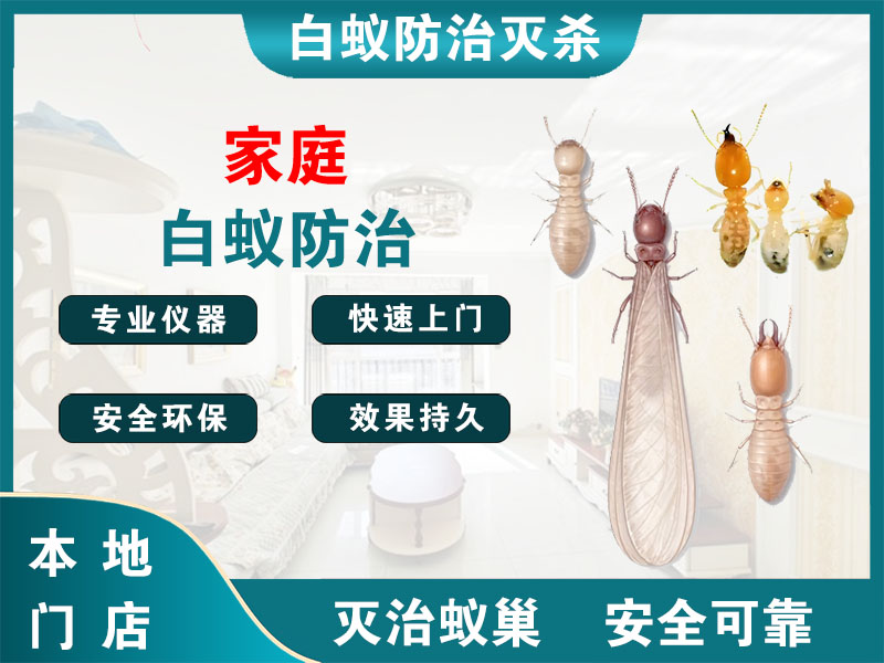 衢江家庭白蚁防治