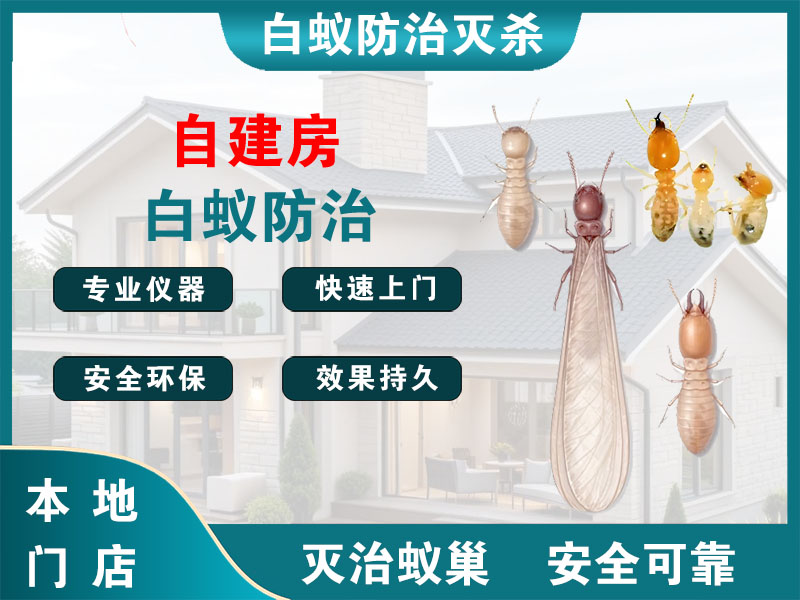 衢江自建房白蚁防治