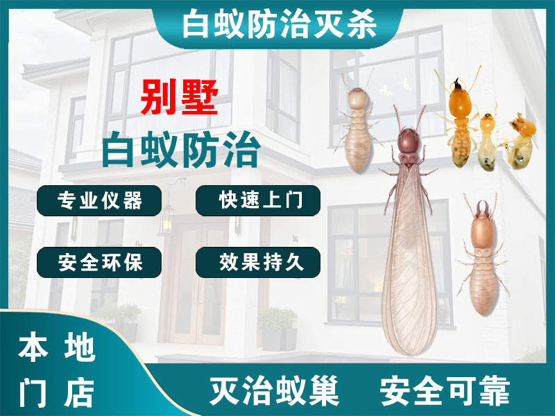 衢江别墅白蚁防治