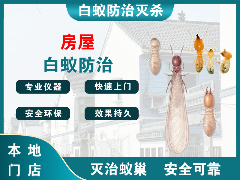 衢江房屋白蚁防治